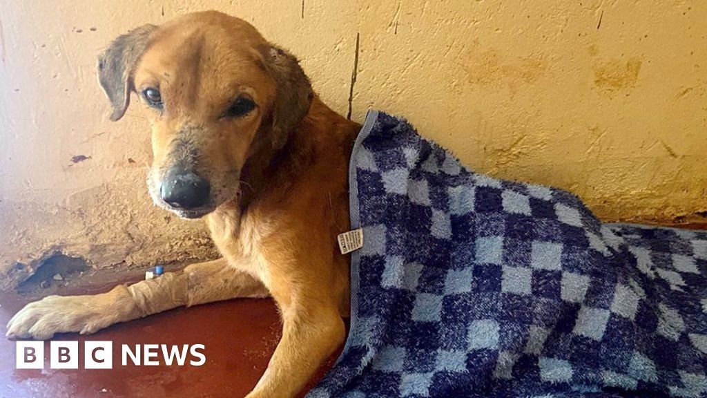 बीबीसीच्या तपासानंतर युगांडामध्ये डझनभर कुत्र्यांची सुटका करण्यात आली आहे आणि संशयितांना अटक करण्यात आली आहे
