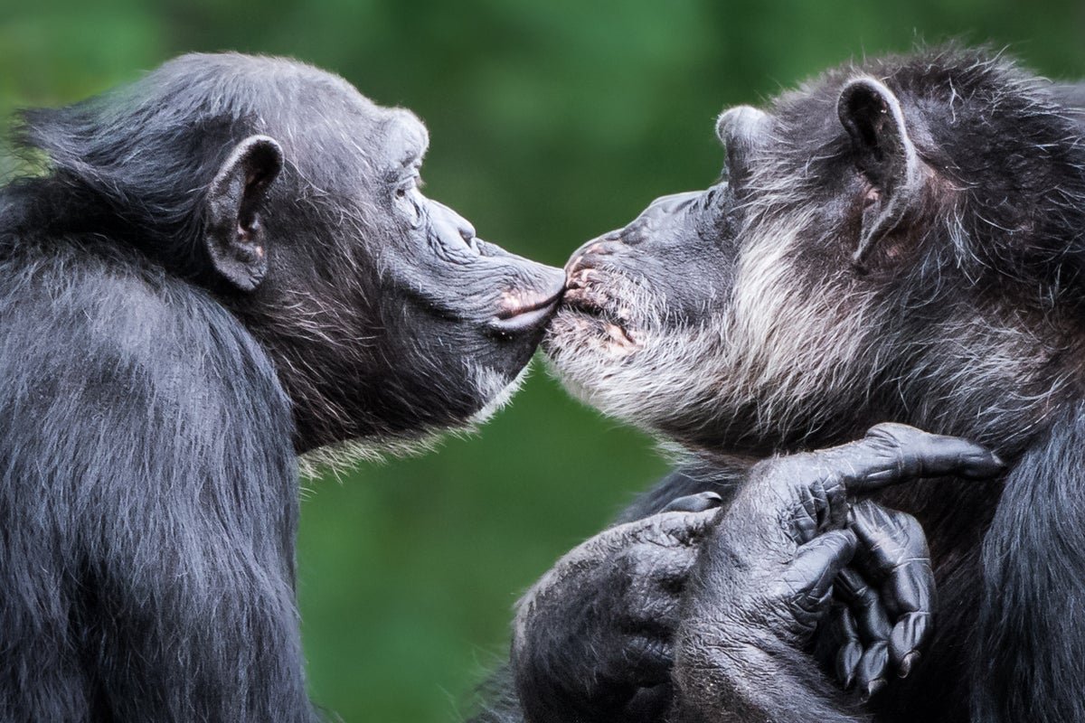 एका अभ्यासात असे आढळून आले आहे की अल्कोहोलयुक्त फळे खाल्ल्याने चिंपांझी श्वासोच्छवासाच्या चाचणीत अपयशी ठरू शकतात