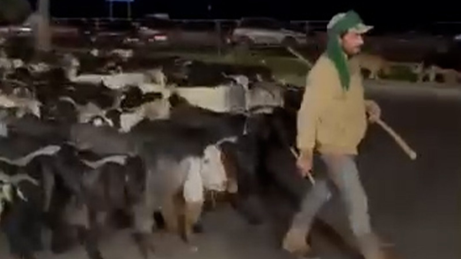 लेबनॉनमध्ये इस्रायली हल्ल्यातून पळून गेलेल्या या मेंढपाळाचा लोक माग काढत आहेत इस्त्रायलने लेबनॉनवर हल्ला केला