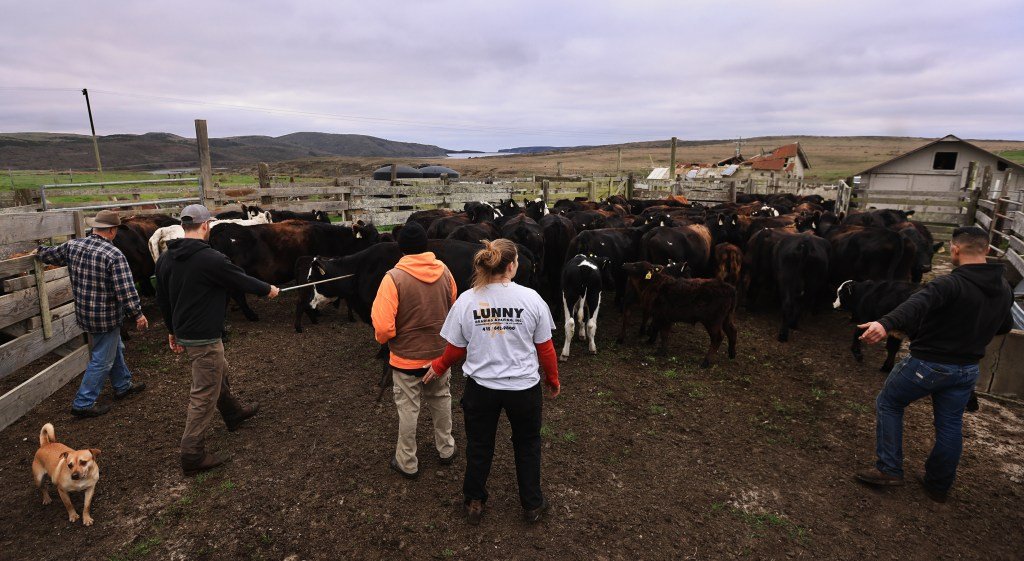 पॉइंट रेयेस नॅशनल सीशोर रँचेस आणि डेअरी बंद करण्याची अंतिम मुदत – मर्क्युरी न्यूज