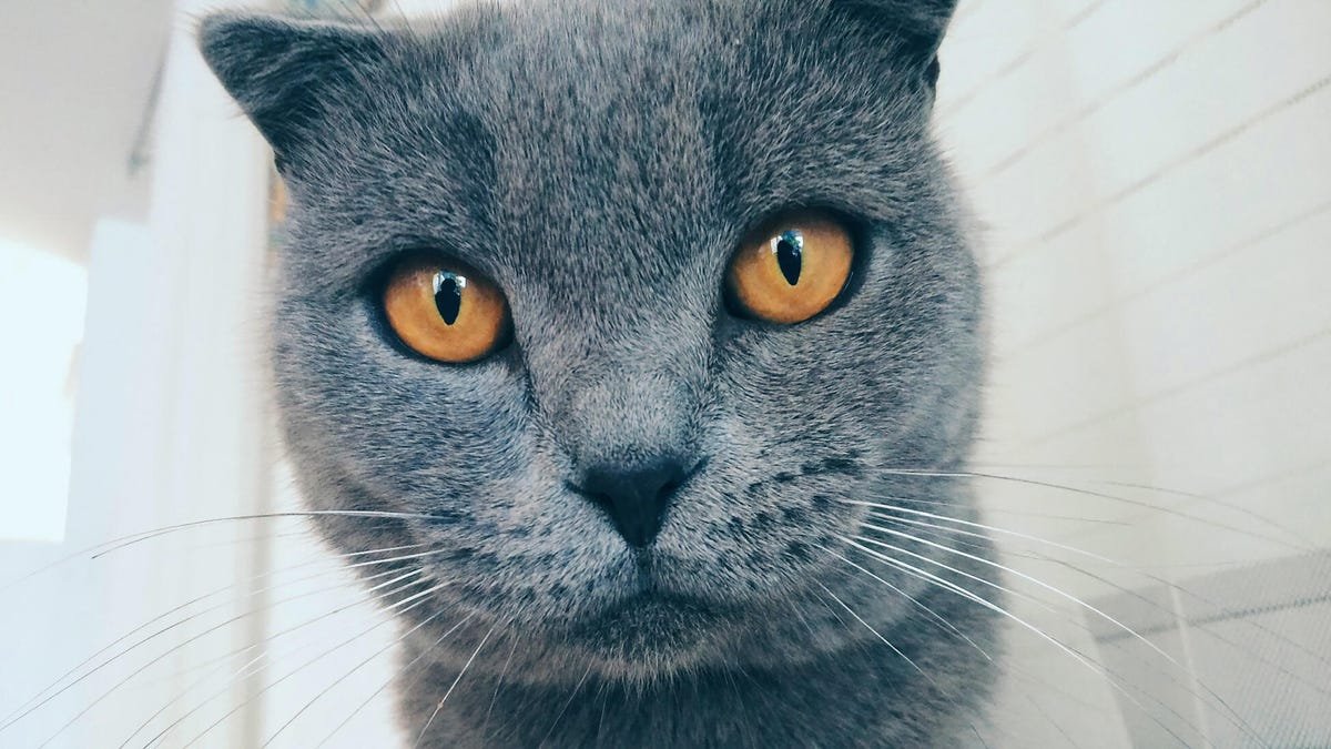 Google Photos ने ‘Meme’ सोबत AI-चालित मेम निर्मिती जोडली