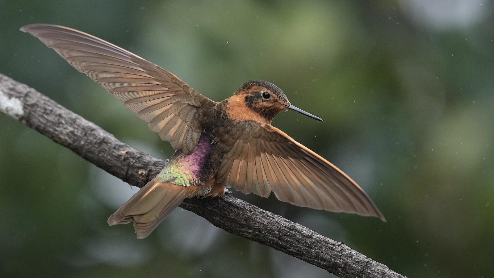 इक्वाडोरमधील एक प्राचीन जंगल हे नामशेष होण्याच्या मार्गावर असलेल्या एका छोट्या हमिंगबर्डसाठी शेवटचे स्थान आहे