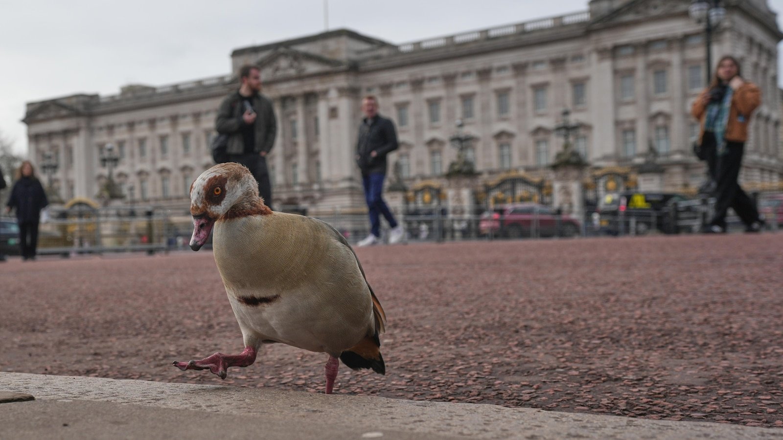 हॅरी आणि माजी प्रिन्स अँड्र्यू सोडल्यापासून. प्रमुख ब्रिटीश शाही घोटाळ्यांवर एक नजर