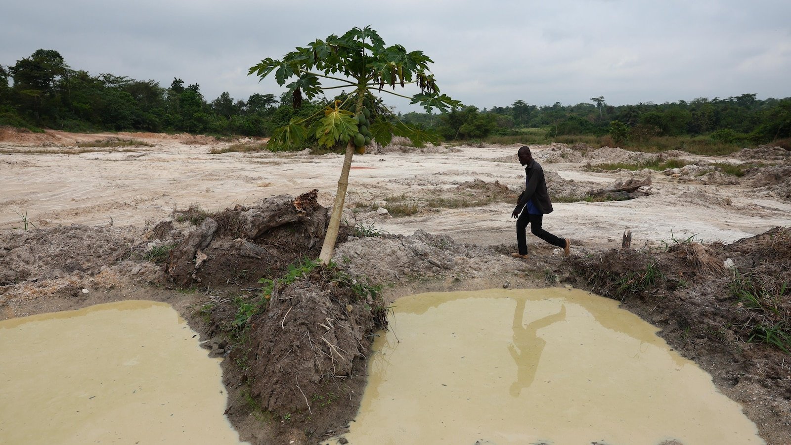कोको बीन्स सडतात आणि कमोडिटी क्रॅश झाल्यानंतर पश्चिम आफ्रिकन शेतकरी पर्याय शोधतात